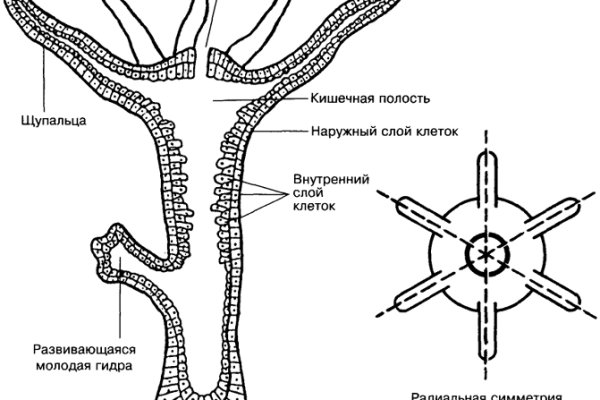 Кракен дарк площадка